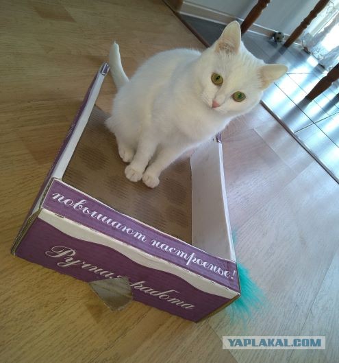 Котовторник. Он будет жить.