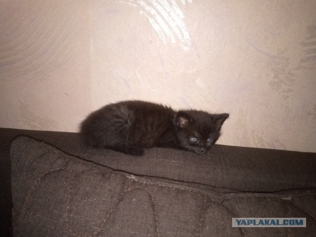 Вчера одним рабом стало больше