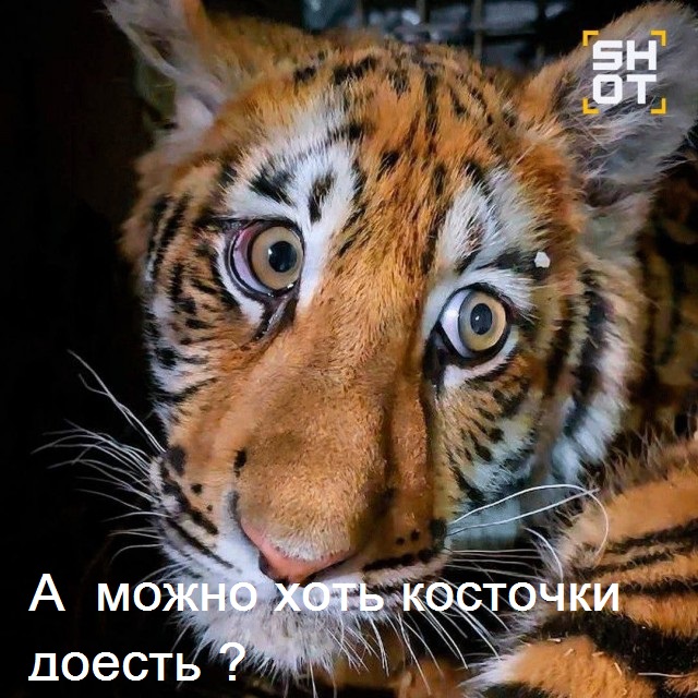 Маленькую тигрицу с переломанными лапами подкинули в зоопарк в Нижнем Новгороде