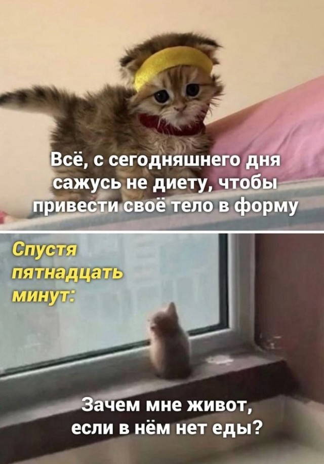 К котовторнику: подборка картинок-баянов с котиками и про котиков. Выпуск 12