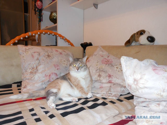 Уделите нам внимание