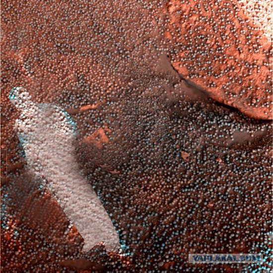 Марсианская черника (15 фото)
