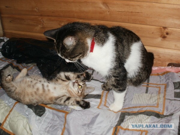 Меня позвала Осень.