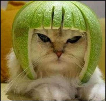 Коты ученых