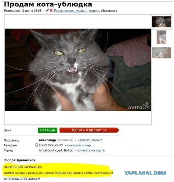 Что должна уметь каждая уважающая себя кошка