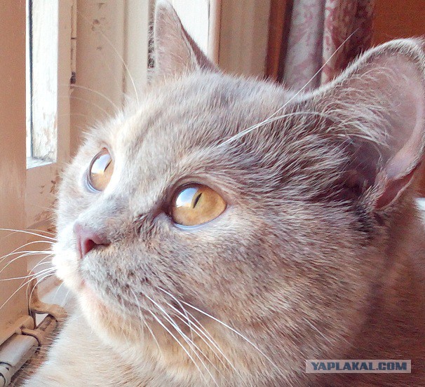 Котовторник 12.08.2014