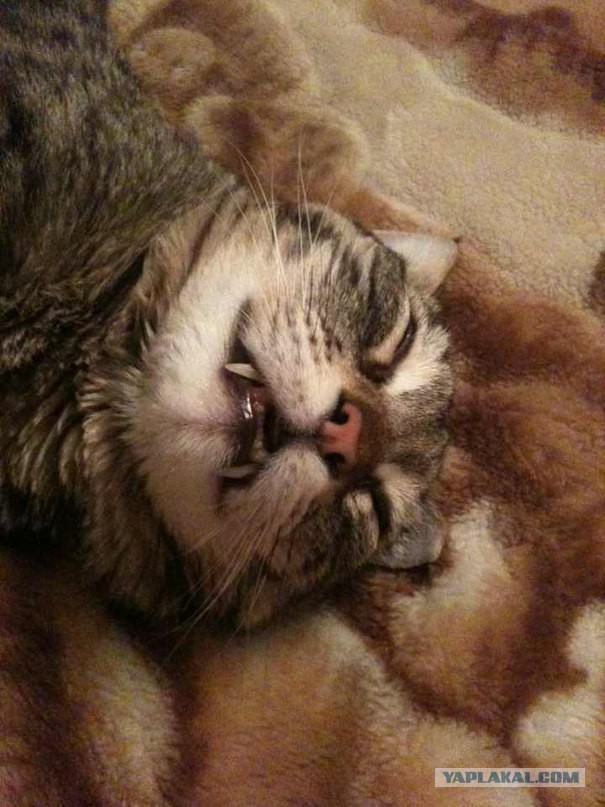 Котовторник 20.01.2015