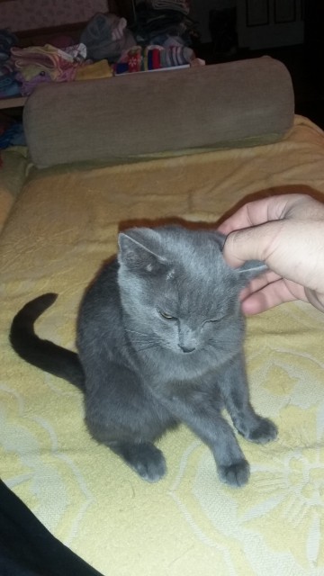 Котовторник