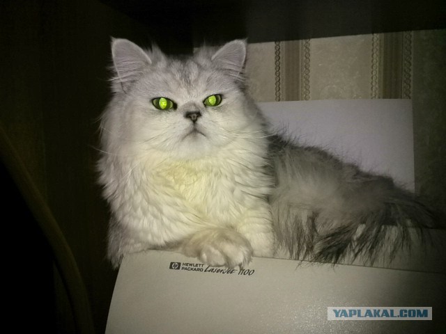 Уехала жена - пришли животные...