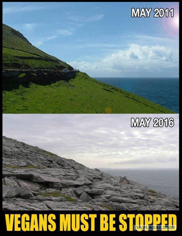 О веганах и мясе