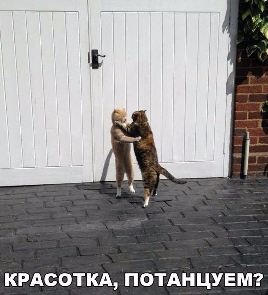Мохнатые беспредельщики