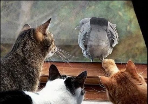 Коты из сети