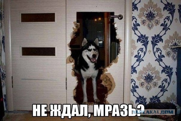 Хаски оставили одного на три часа, и вот что он сделал с домом
