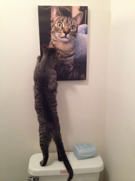 Коты и Кошки