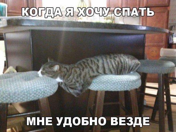 Коты и Кошки
