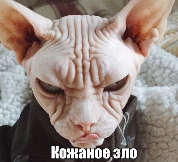 Картинки для поднятия настроения