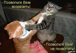 Драка вежливых котов