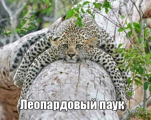 Подборка забавных животных