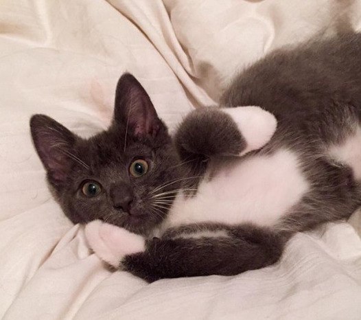 Коты и Кошки