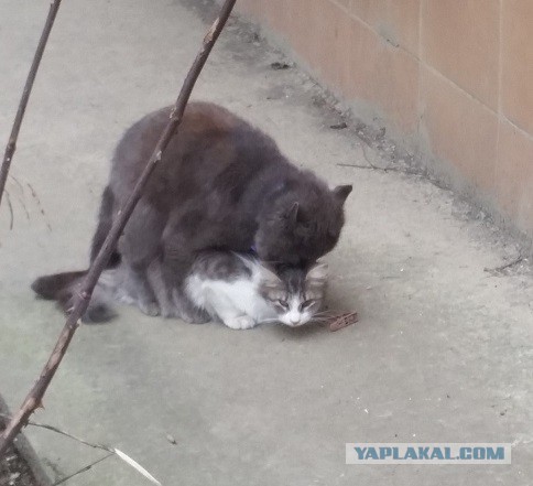 Жители одного из домов в Улан-Удэ запечатлели на камеру телефона пару, занимающуюся сексом в подъезде