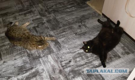 Давай заведем кота