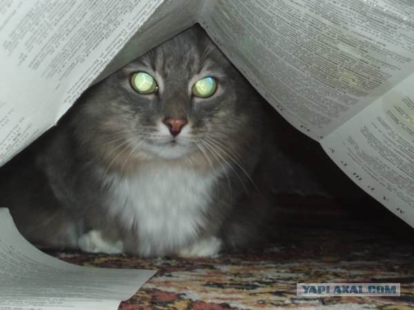 Уррааа! Котовторник на ЯПлакалъ!