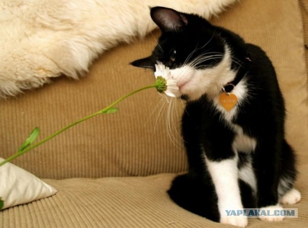 Котовторник на 03.02.2009