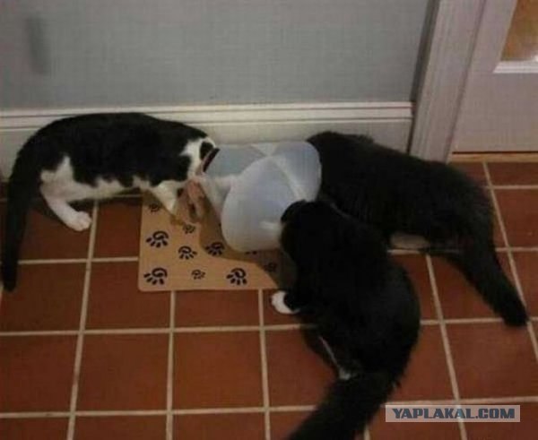 Котовторнику посвящается