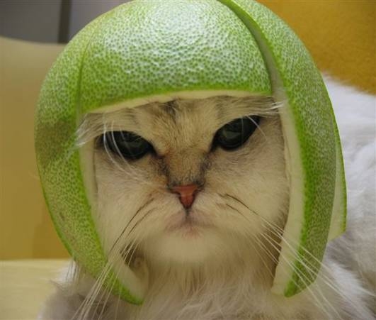 Котейкин вторник! Космический 12.04!