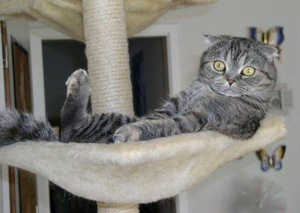 Котовторник на середину июня