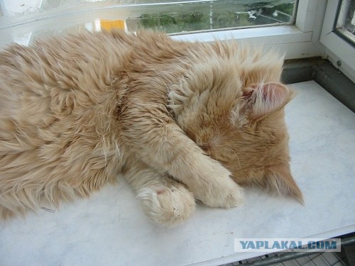 Сонный Котовторник