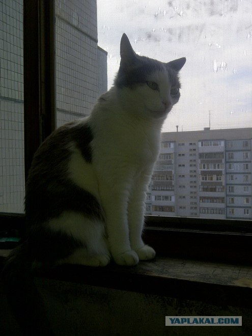 Котовторник 24.04.2012