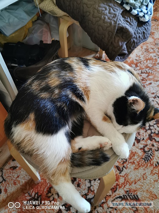 Я держался до последнего... но согласился на котенка