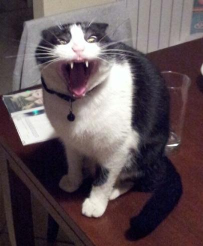 Котаны со странностями