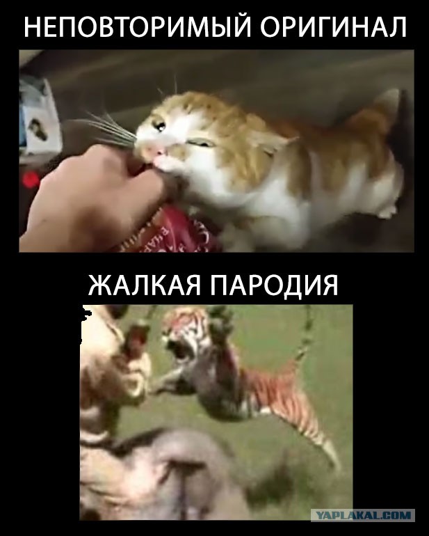 Хищник поймал добычу и готов драться за нее
