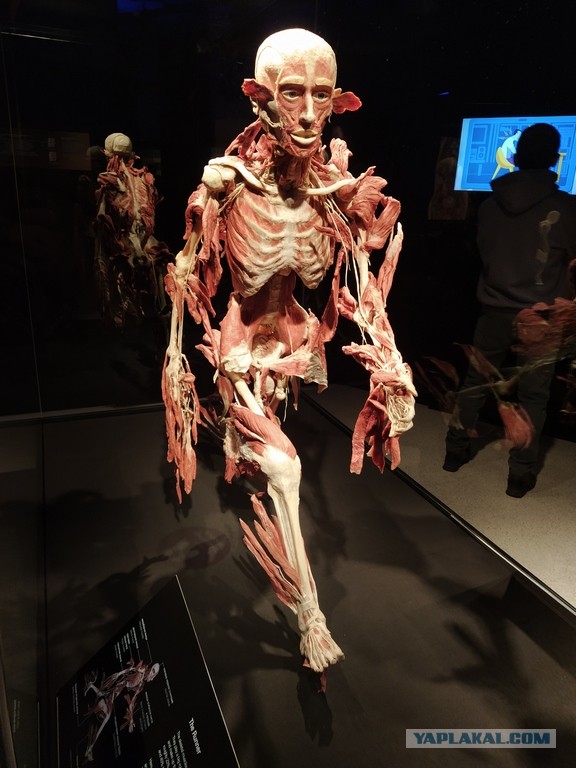 Посетил выставку Body Worlds на ВДНХ