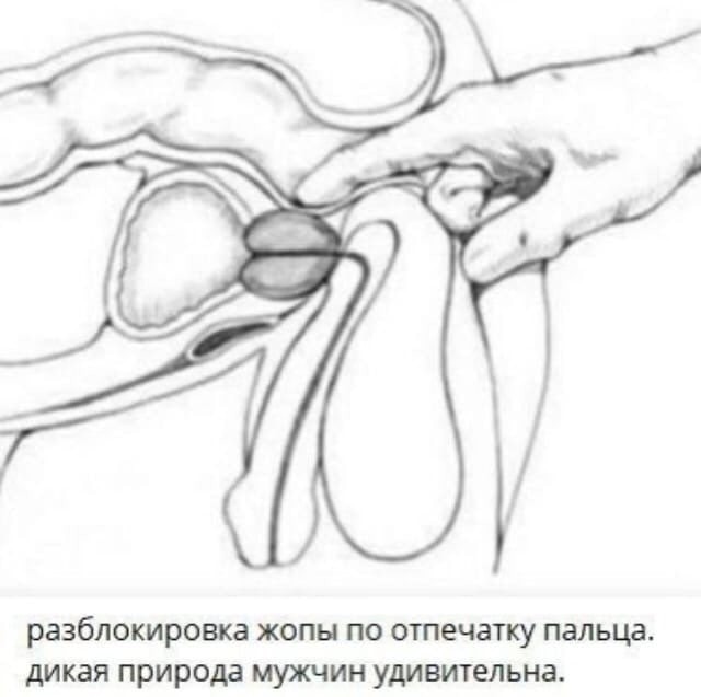 Аморалка light