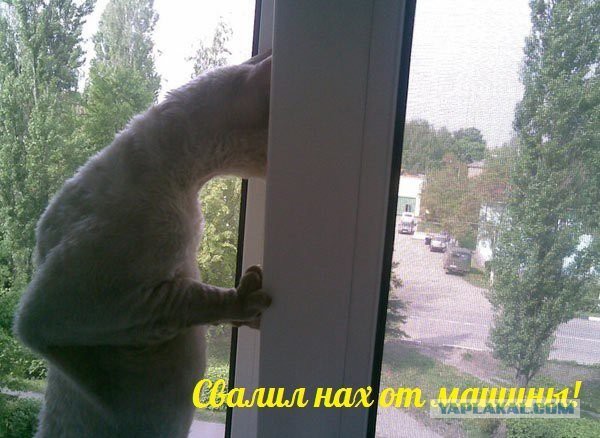 Картинки. Баян-прибоян Япа