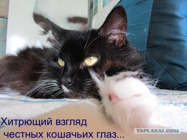 Котовторник  19.03.2013