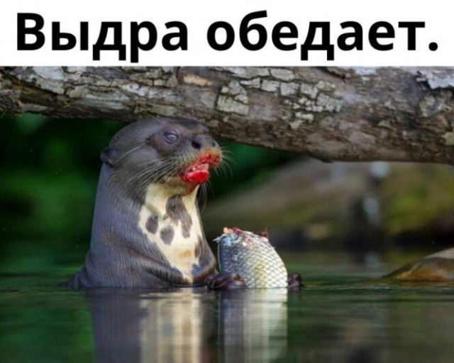 Картинки и мемы, всем хороших выходных