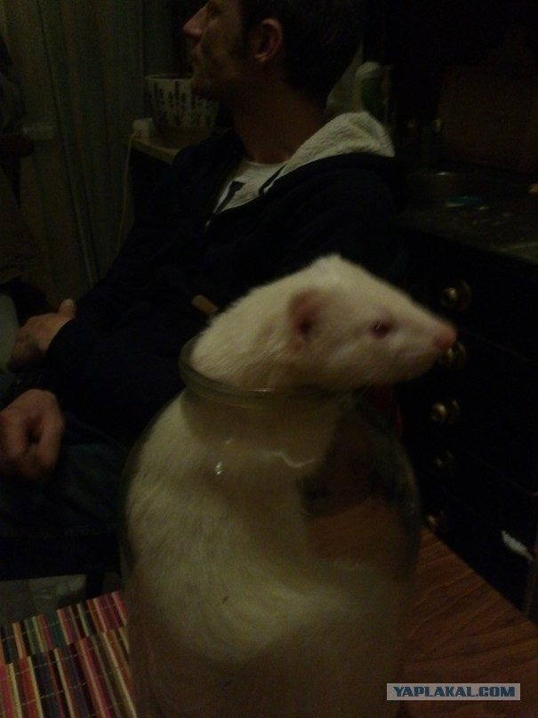 Новорожденные хорята (видео)