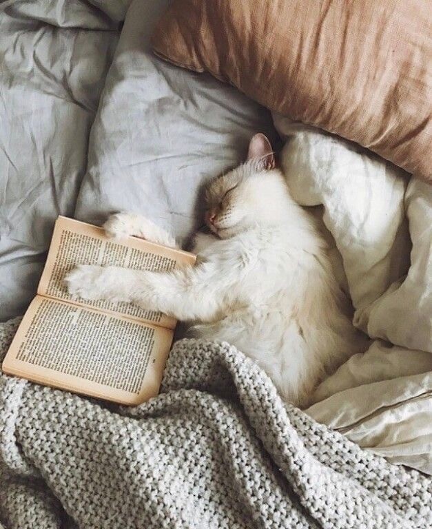 Позы для сна у кошек - что они означают?