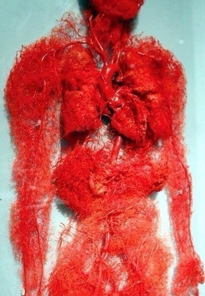 А вы знали, что общая длина кровеносных сосудов в организме человека