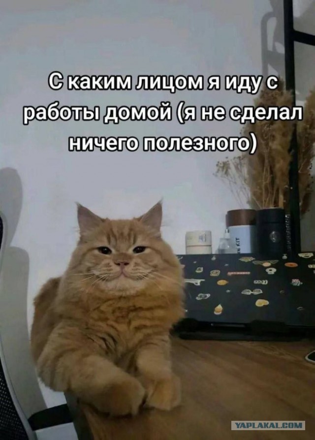 К котовторнику: подборка картинок-баянов с котиками и про котиков. Выпуск 20.