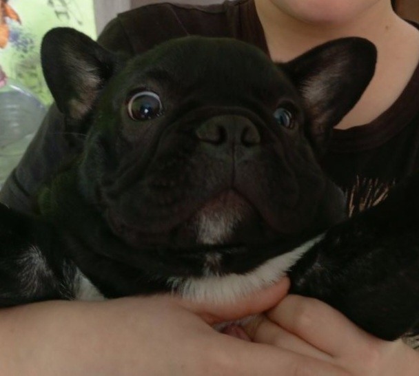 В России расширят список опасных пород собак