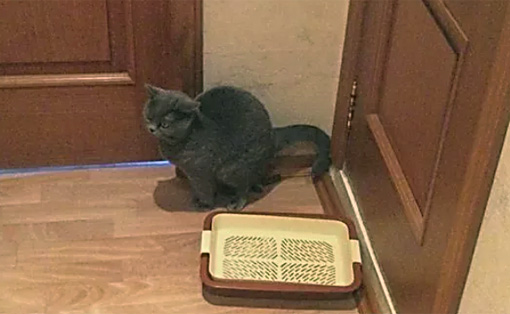 Подъездная романтика от художника Дмитрия Хлебникова