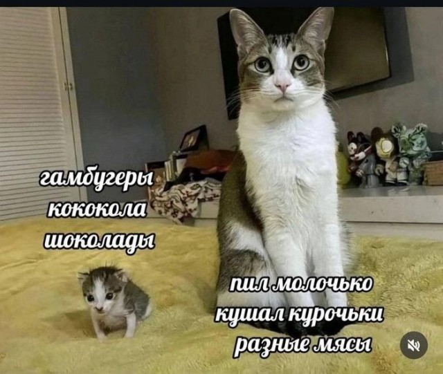 Картинки для деградации 216 (разной степени свежести)