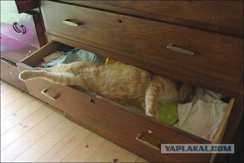 Котейка, который не знает как лежат котейки