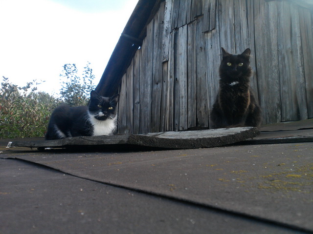 Котовторник 22.10.2013