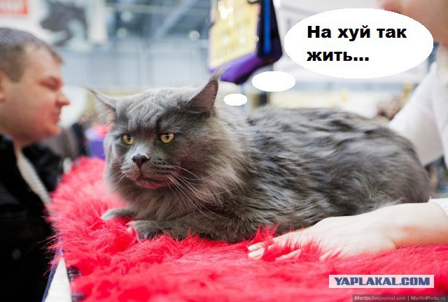 Международная выставка кошек Кэтсбург 2014